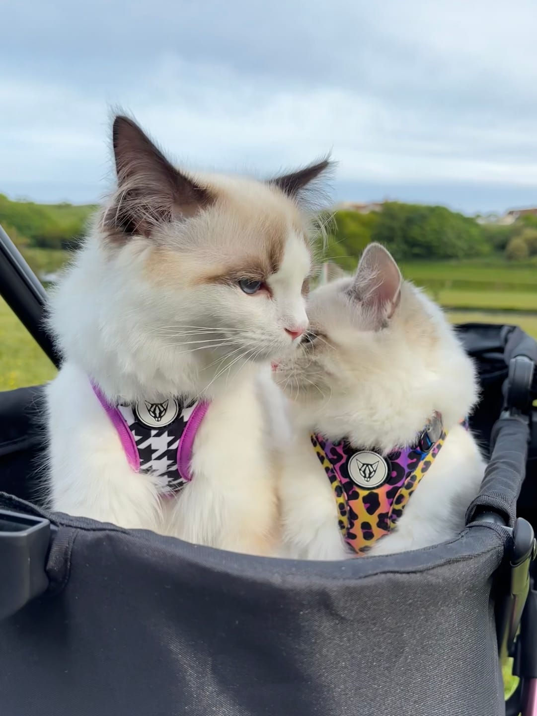 Customer photo review of Tailored Tux Edition - Step In Cat Harness