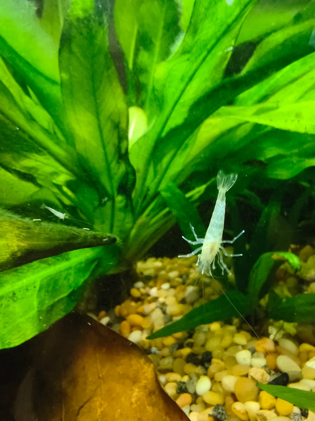 Customer photo review of Neocaridina Skittles Shrimp Pack – Assorted Freshwater Colors