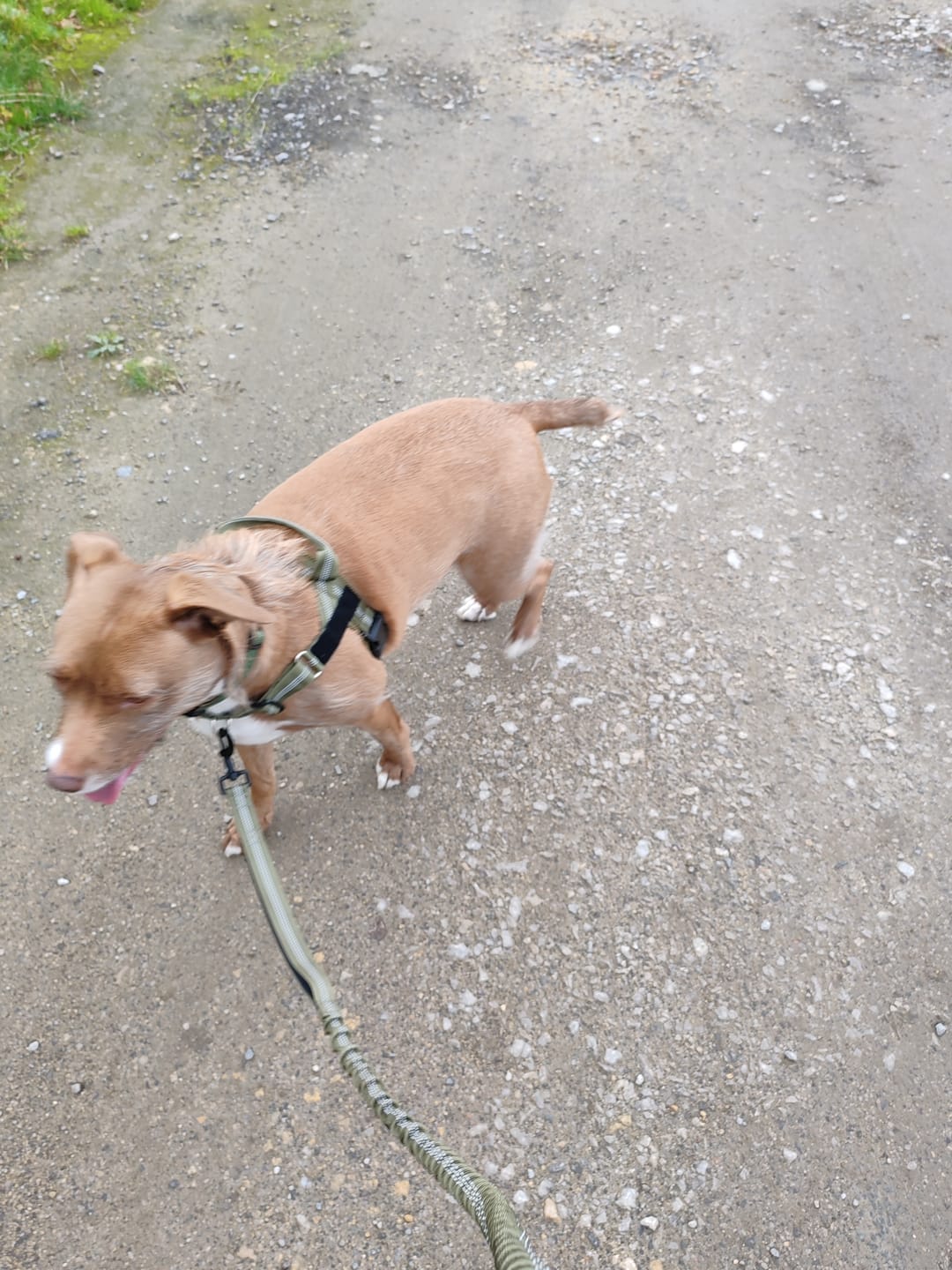 Customer photo review of 🎁 FREE ParoPet Bungee Lead
