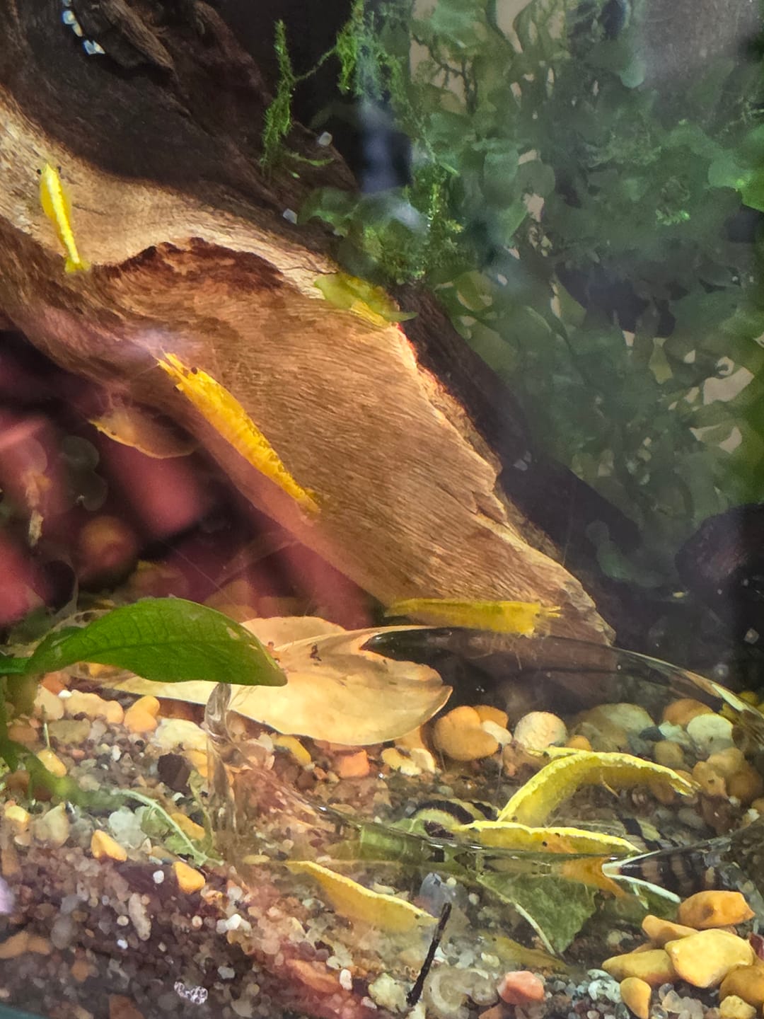Customer photo review of Yellow Golden Back Shrimp (Bright Yellow Neocaridina)
