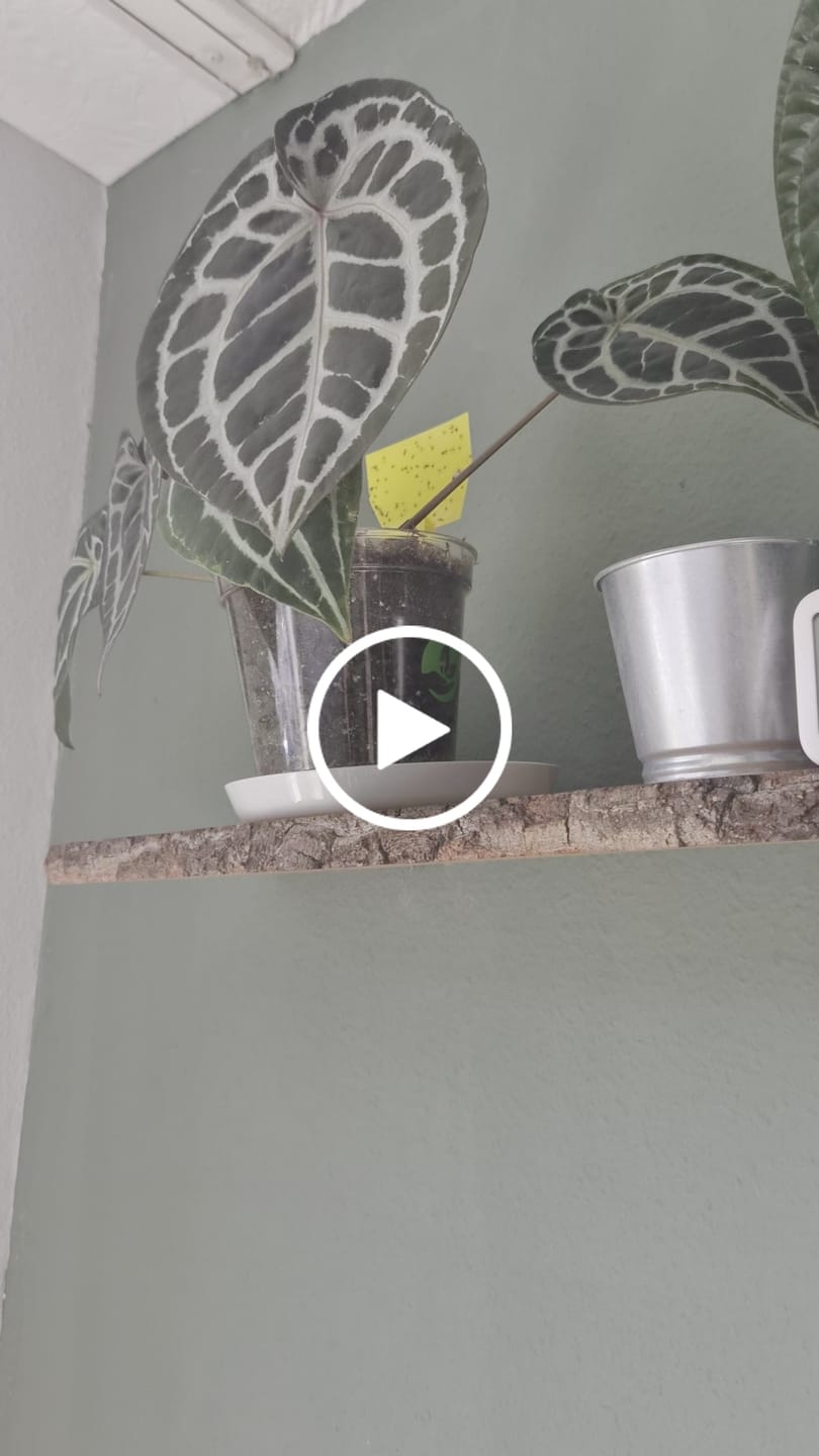 Customer video review of Clear Plant Pot Saucer