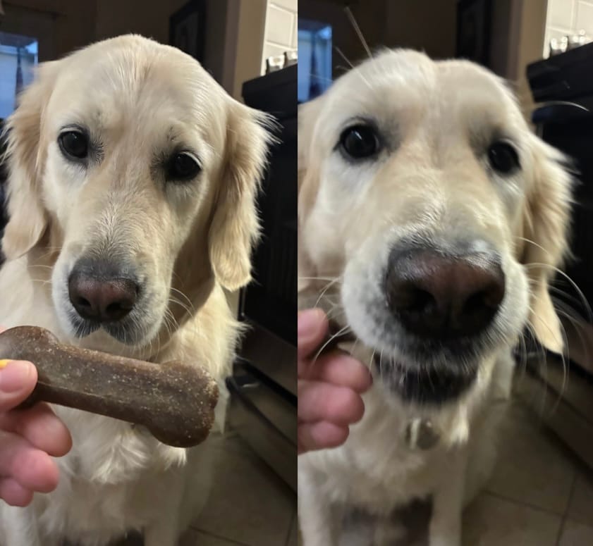 Customer photo review of Earthbones Dental Chews For Dogs