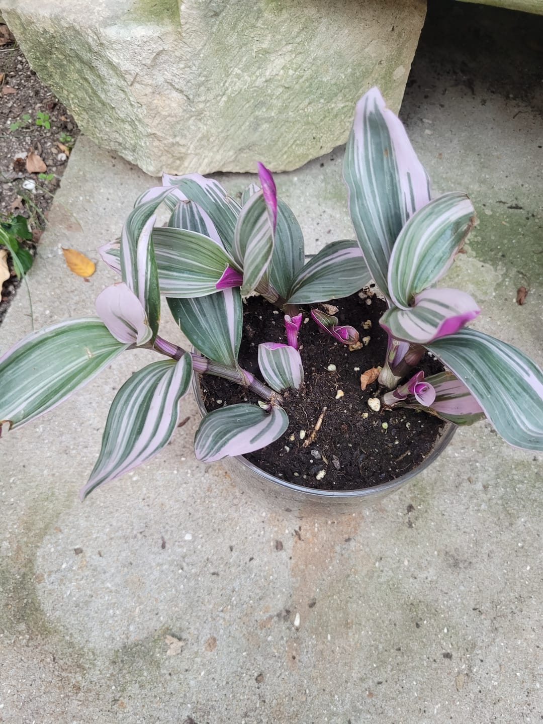 Customer photo review of Tradescantia Nanouk