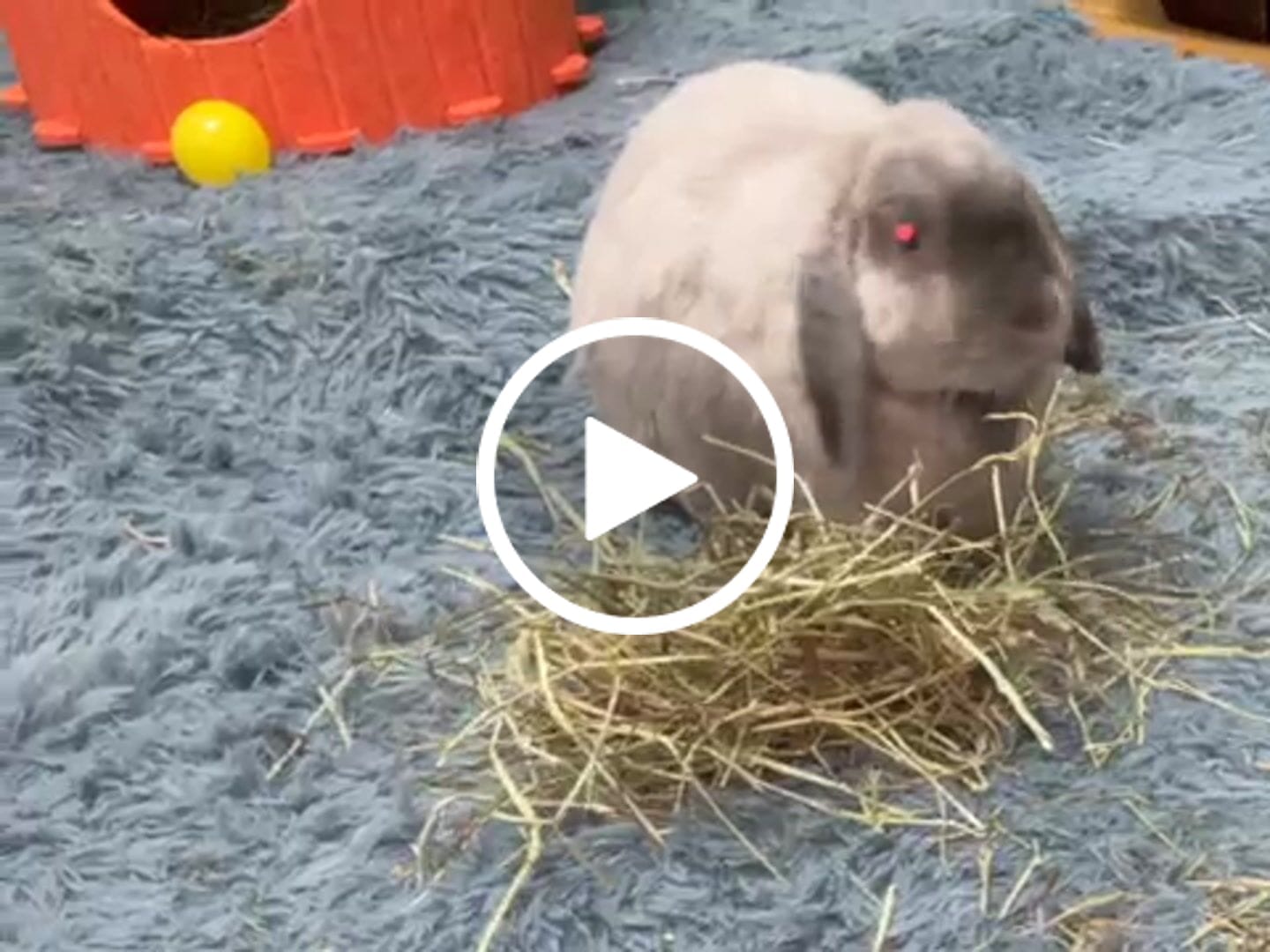 Customer video review of Second Cut Timothy Hay - Ultra Premium Canadian Hay for Rabbits and Guinea Pigs