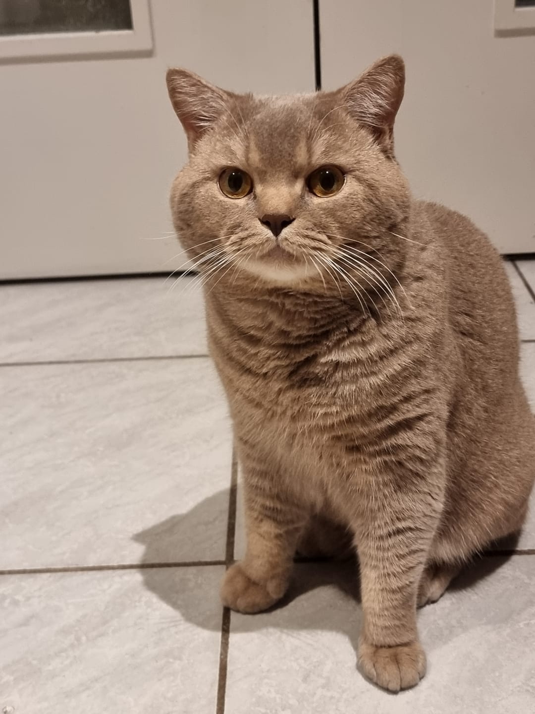 Customer photo review of Beruhigungsdiffusor Set Katzen