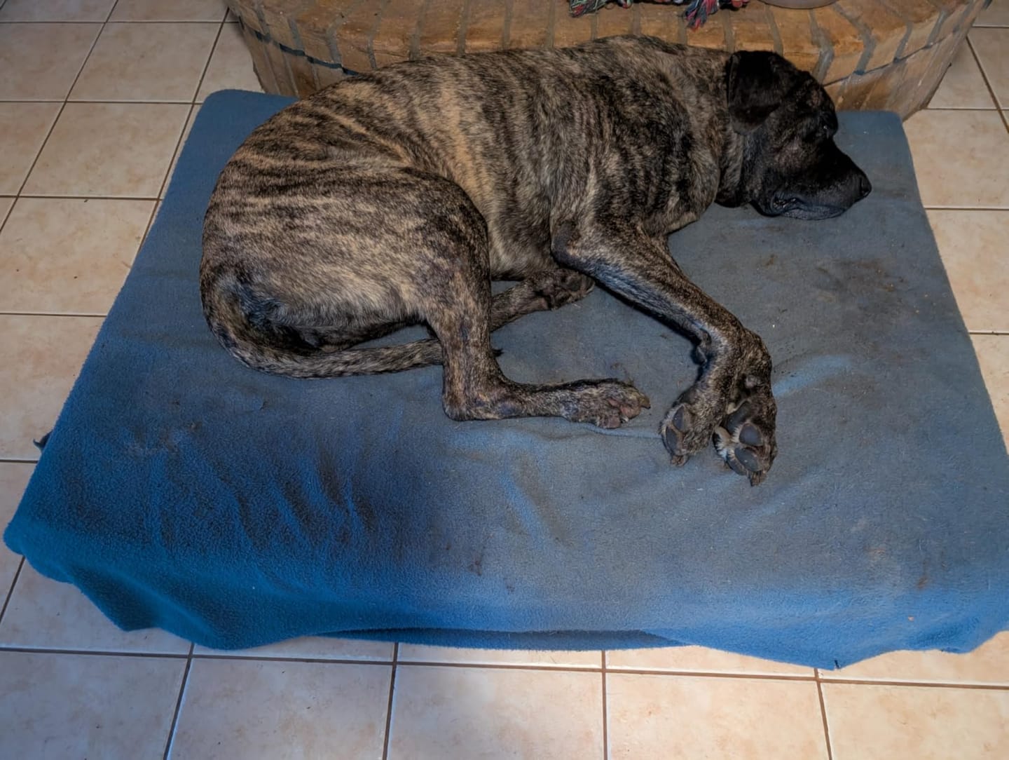 Customer photo review of 7" Orthopedic Memory Foam Dog Bed Sleek Edition | Big Barker