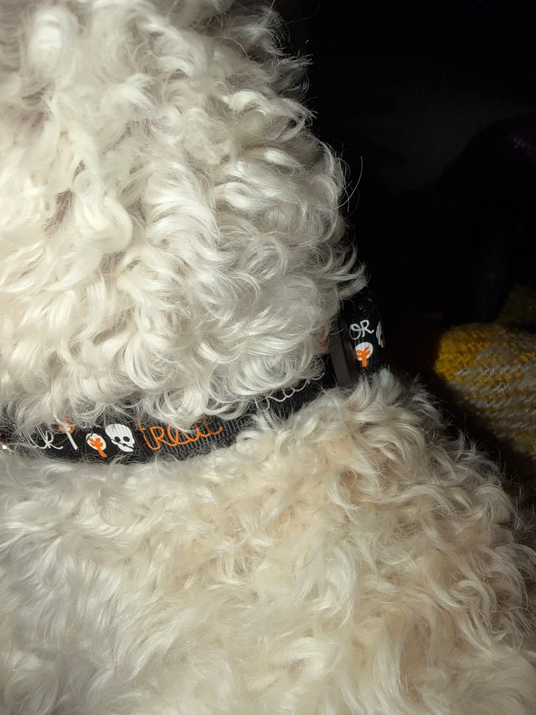 Treat or Treat Halloween Dog Collar photo from Mandy G.