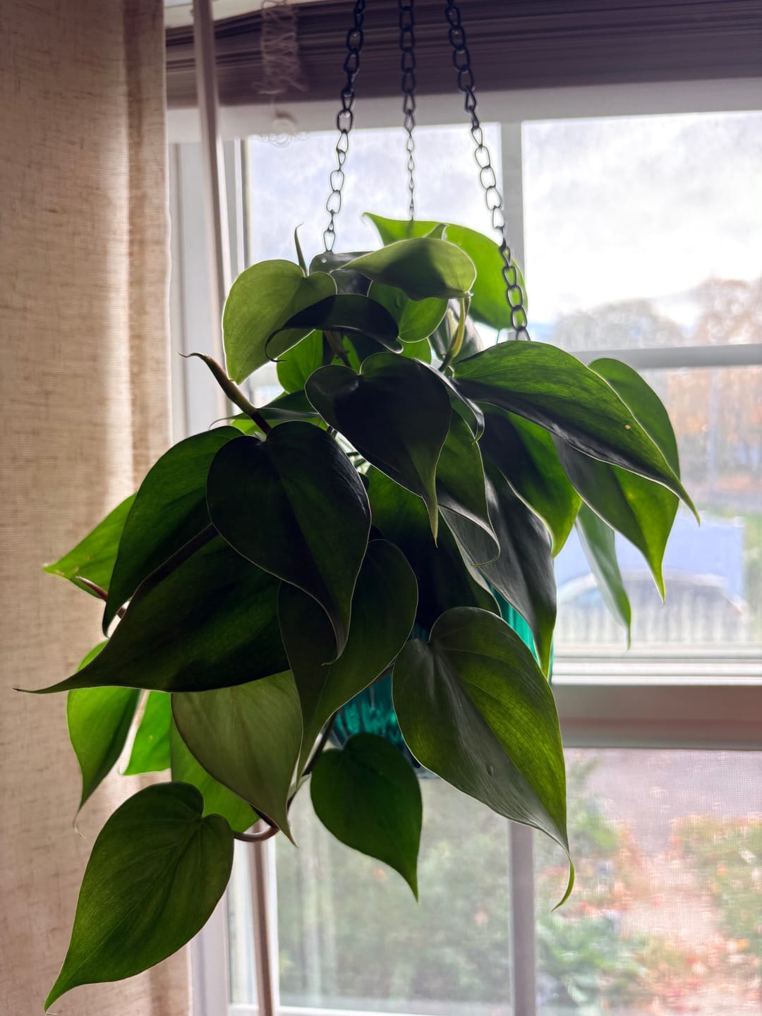 Customer photo review of Philodendron hederaceum