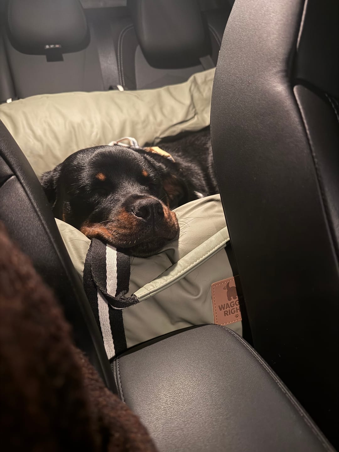 Customer photo review of Dog Dock V2 New & Improved ISO Fix