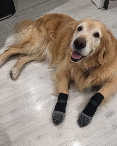 Customer photo review of Anti-Slip Dog Socks for Slippery Floors