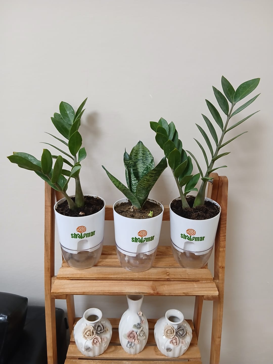 Customer photo review of ZZ Plant Green