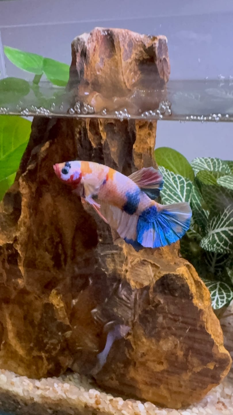 Customer photo review of Multicolor Yellow Base Plakat Male Betta Fish | Order Directly From Farm |  You Pick Fish