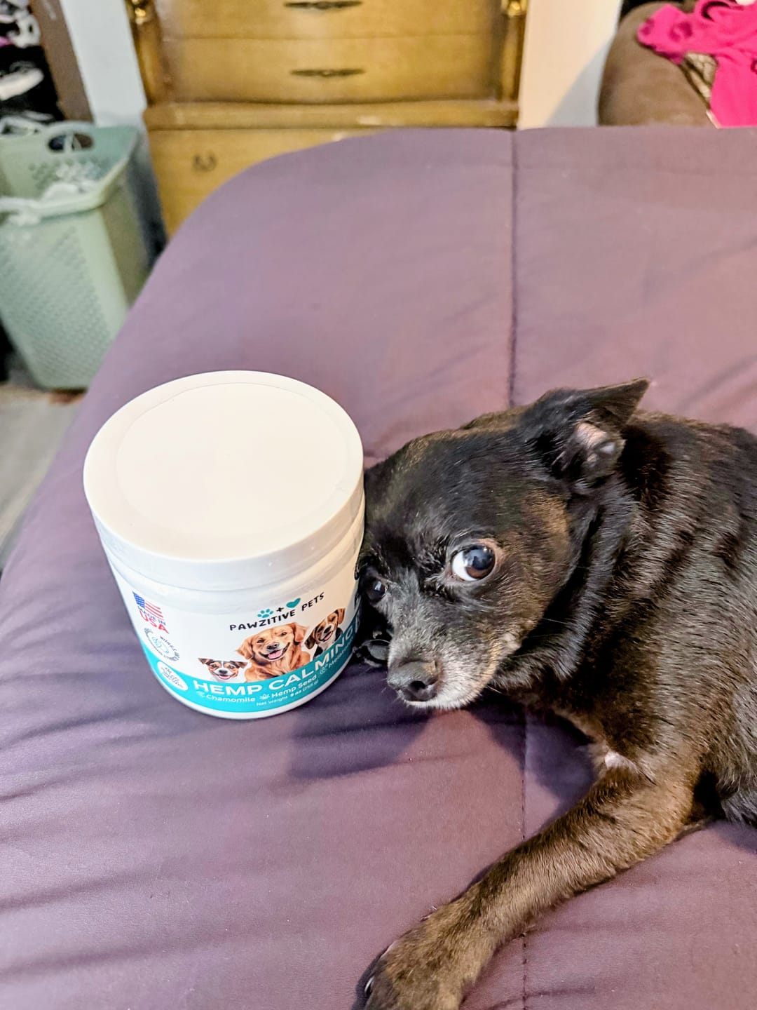 Customer photo review of Hemp Calming Chews for Dogs – 120 Soft Chews