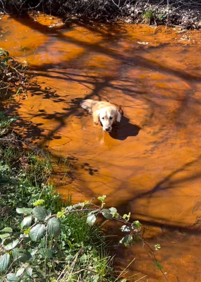 Customer photo review of PetJet Hot Outdoor Mixer Dog Shower®