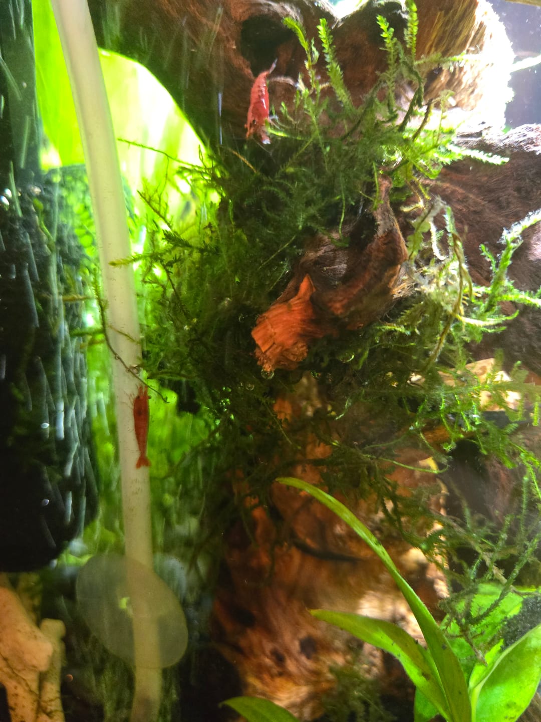 Customer photo review of Fire Red Cherry Shrimp (Bright Red Neocaridina)