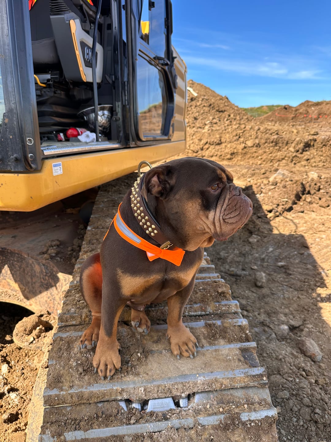 Customer photo review of Hand Made Leather Dog Collar - Ruthless Brown & Brass (Wide Fit)