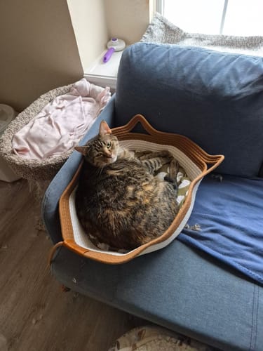 Customer's brown and white Instinct Basket on a blue couch with a cat resting inside.