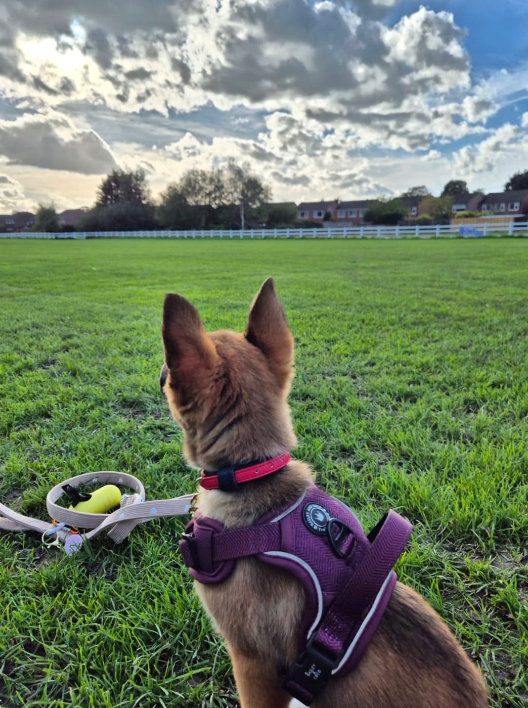 Customer photo review of Trail & Glow® Dog Harness - Mulberry Tweed