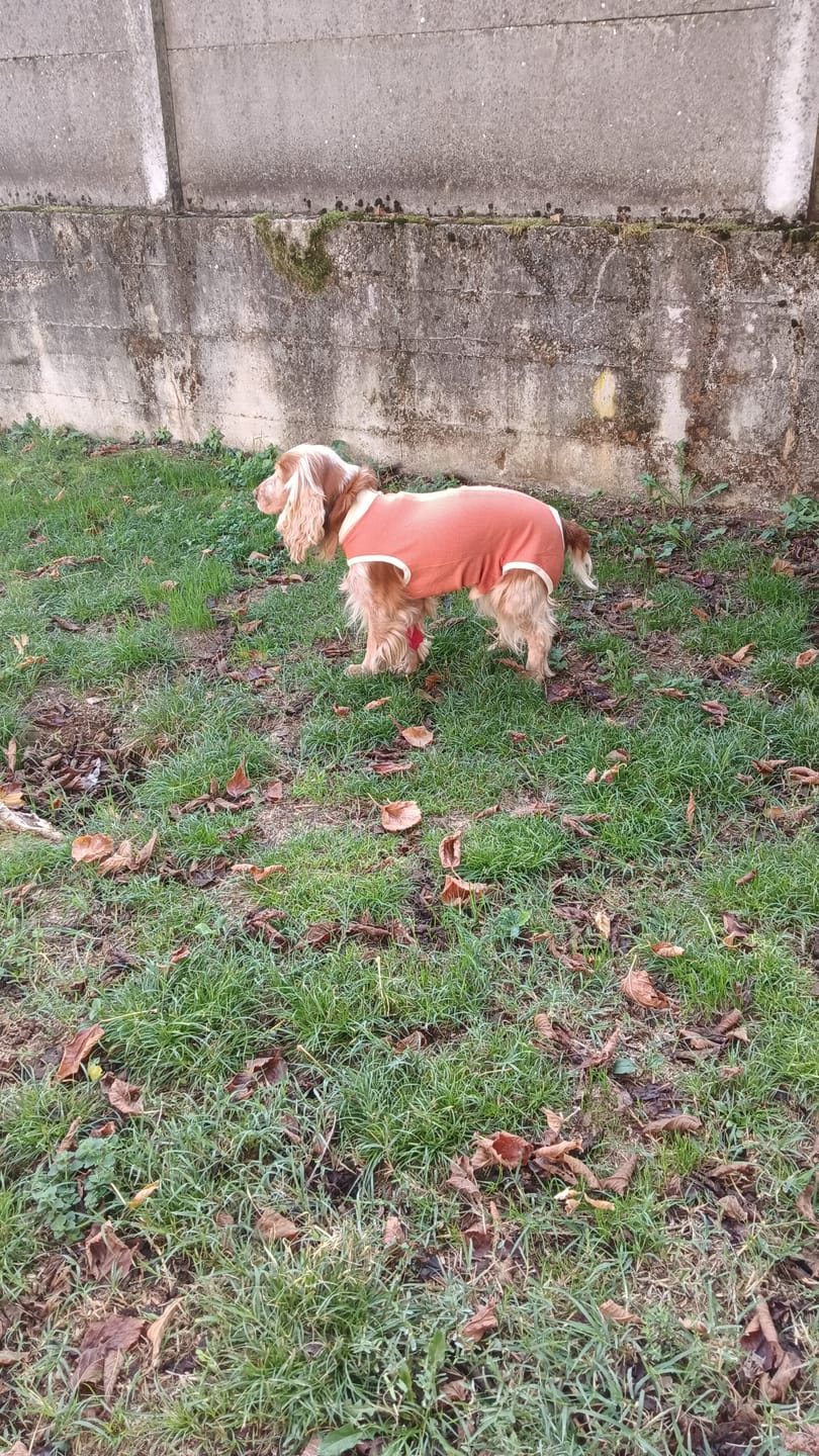 Customer photo review of Body Castrazione cane maschio