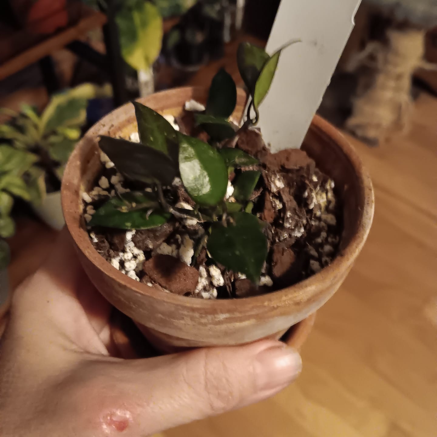 Customer photo review of Hoya krohniana 'Black'