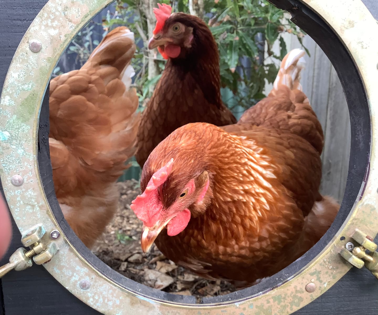 Customer photo review of Cluckers - Dried Meal Worms - 1kg