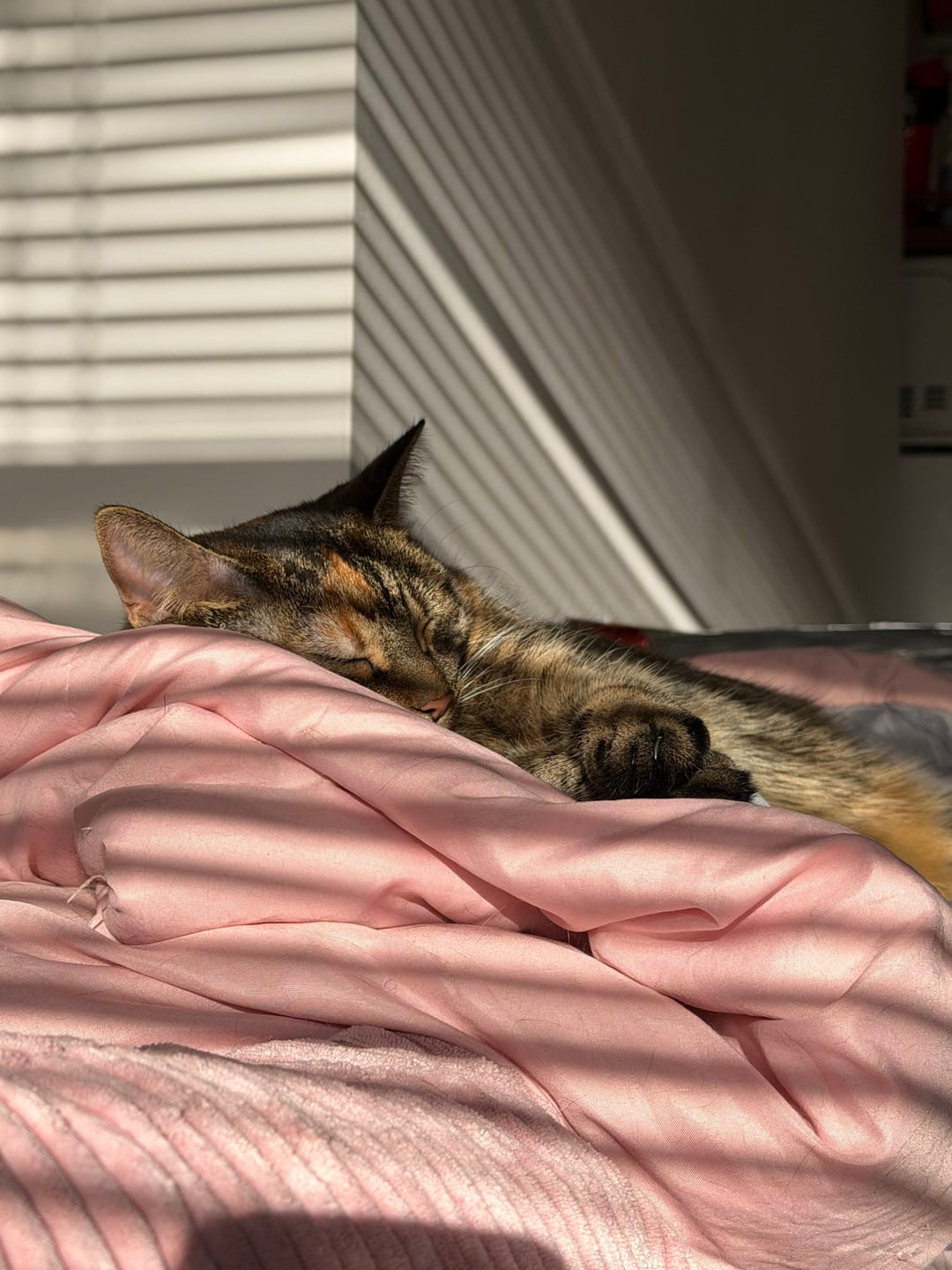 Customer photo review of Fit Litter