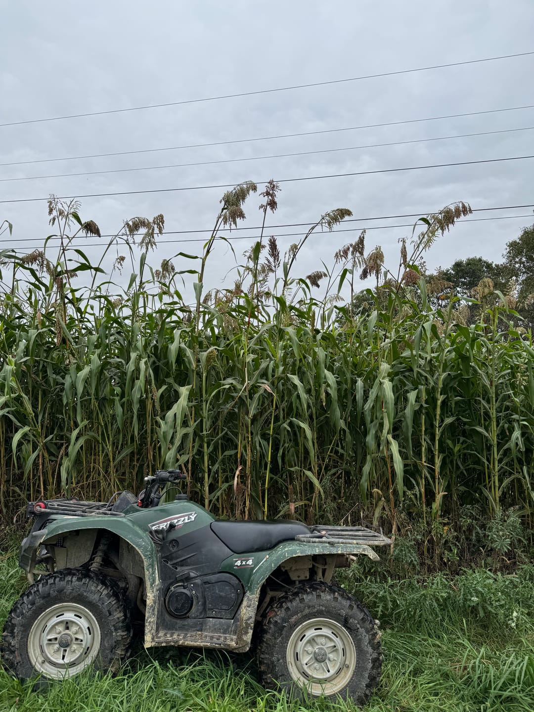 Customer photo review of Incognito™ Food Plot Seed