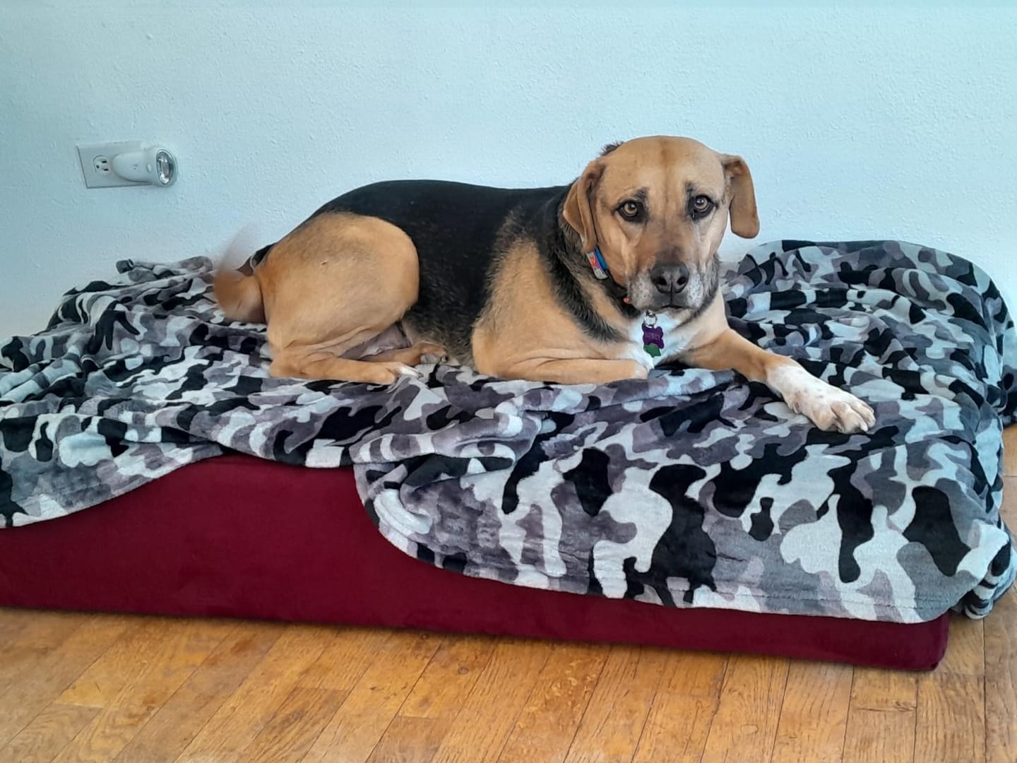 Customer photo review of 7" Orthopedic Memory Foam Dog Bed Sleek Edition | Big Barker