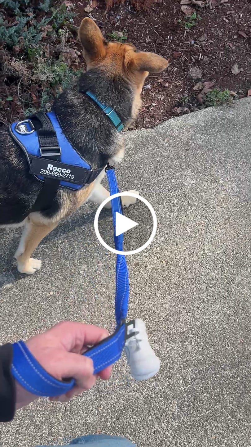 Customer video review of Dogshood ™ No Pull Harness