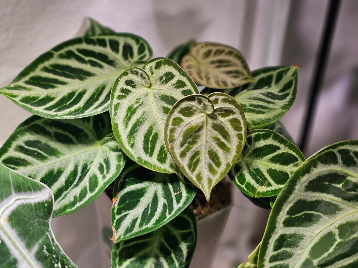 Customer photo review of Large Aroid/Orchid Pots