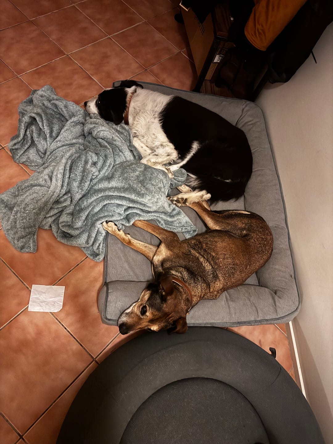 Customer photo review of Cooling Orthopedic Dog Bed Waterproof Lining Washable Memory Foam Pet Bed