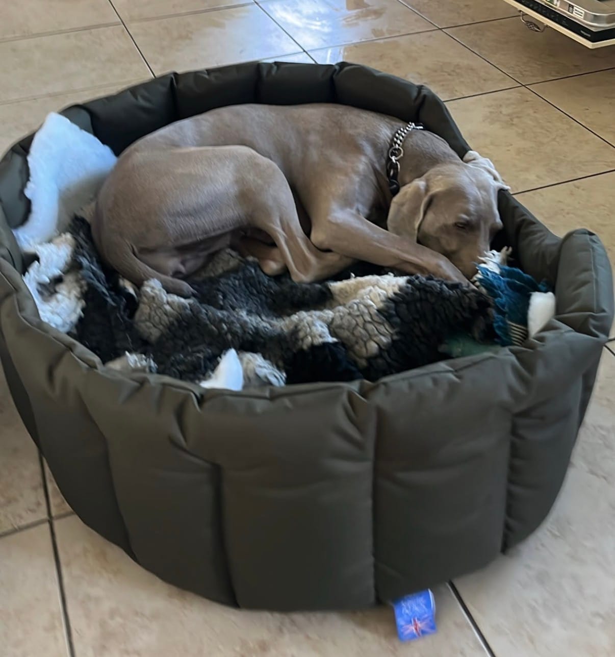 Customer photo review of Country Dog Heavy Duty Oval Waterproof Bed
