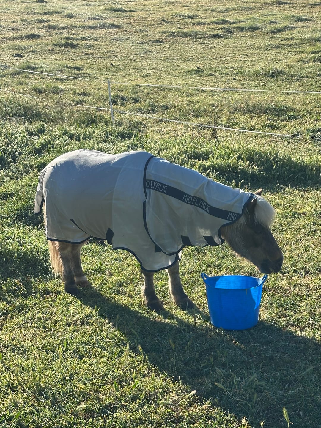 Customer photo review of Mio Fly Rug