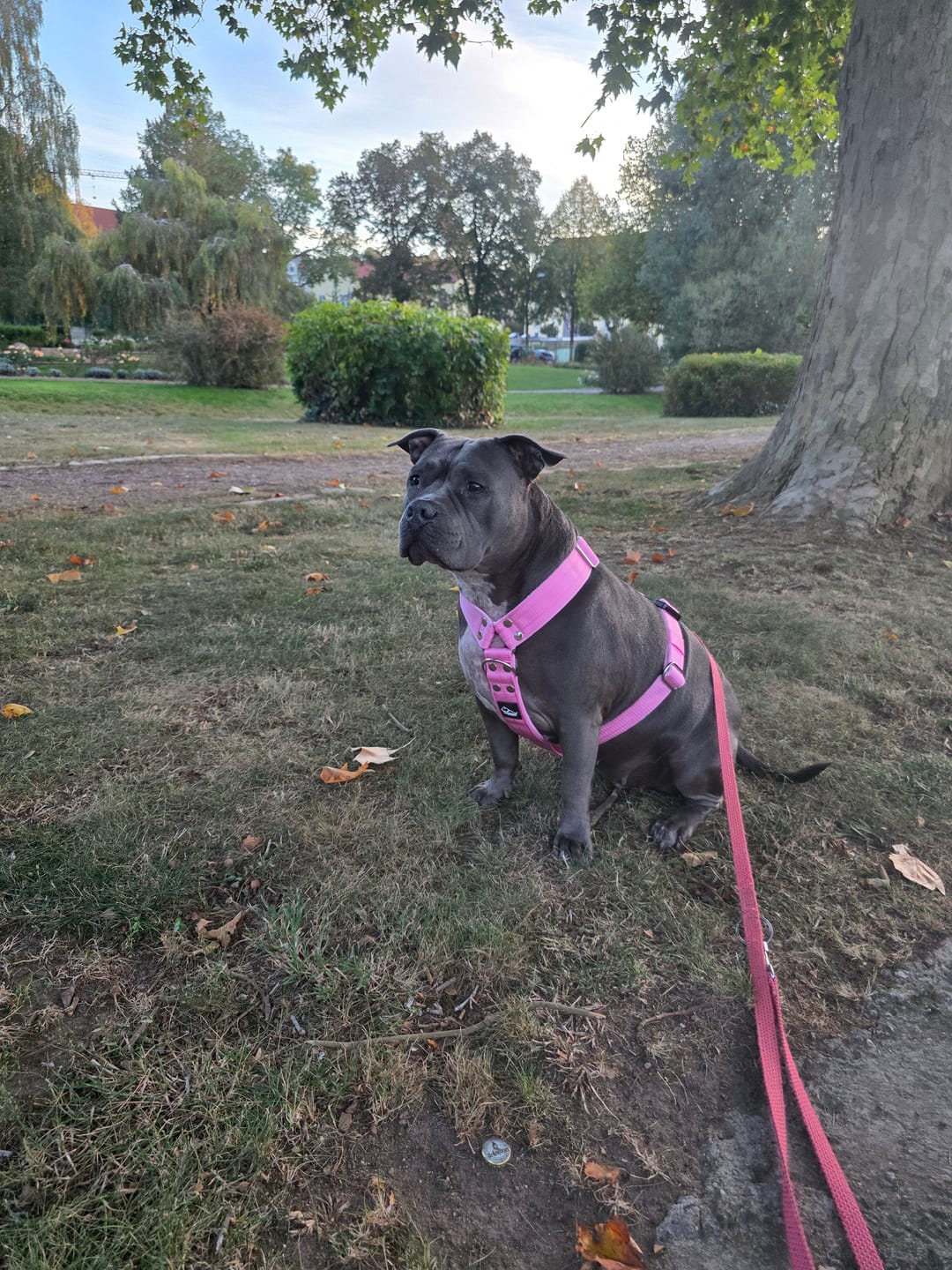 Customer photo review of Easy Walk Extreme Baby Pink - Sele med snabbspänne