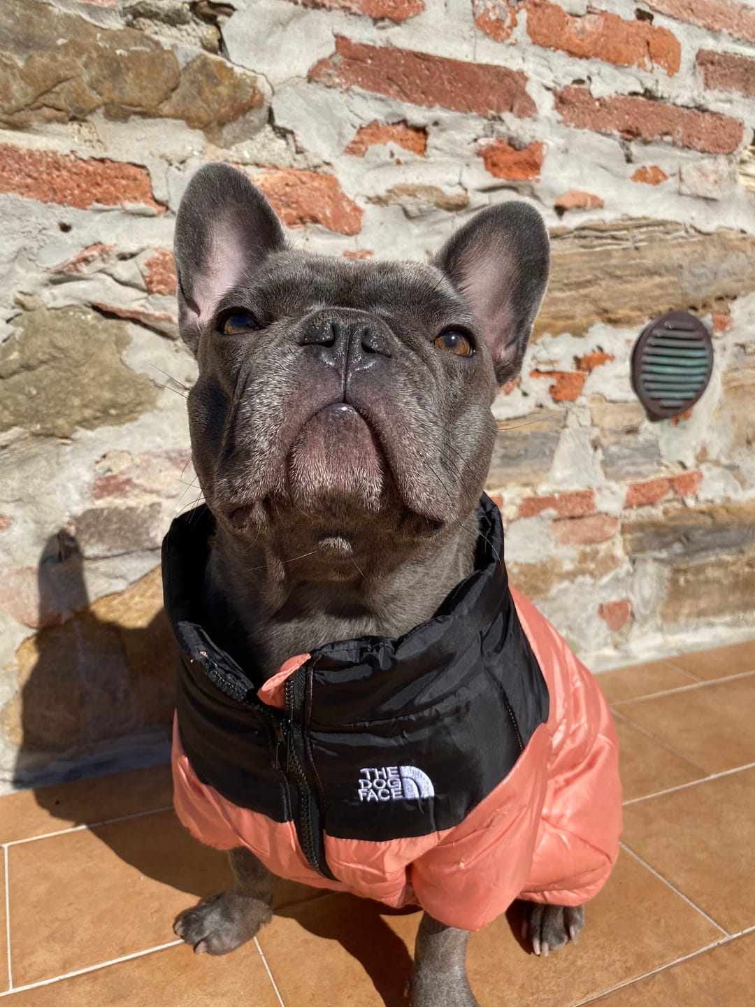 Customer photo review of The Dog Face Piumino