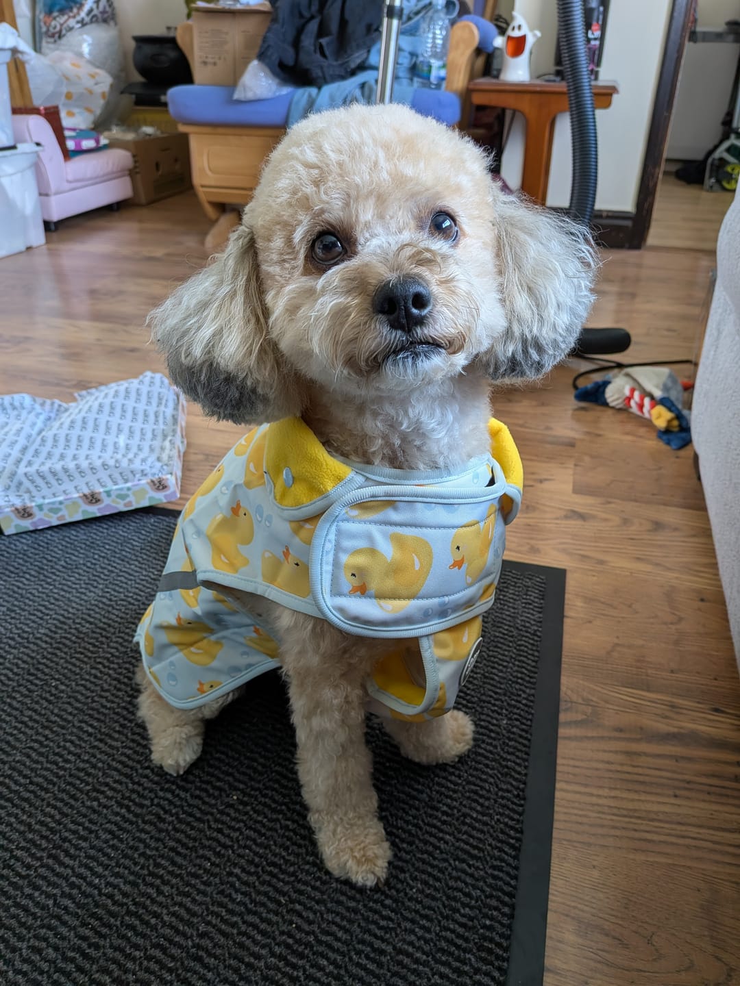 Customer photo review of Rain Jacket - You Quack Me Up!
