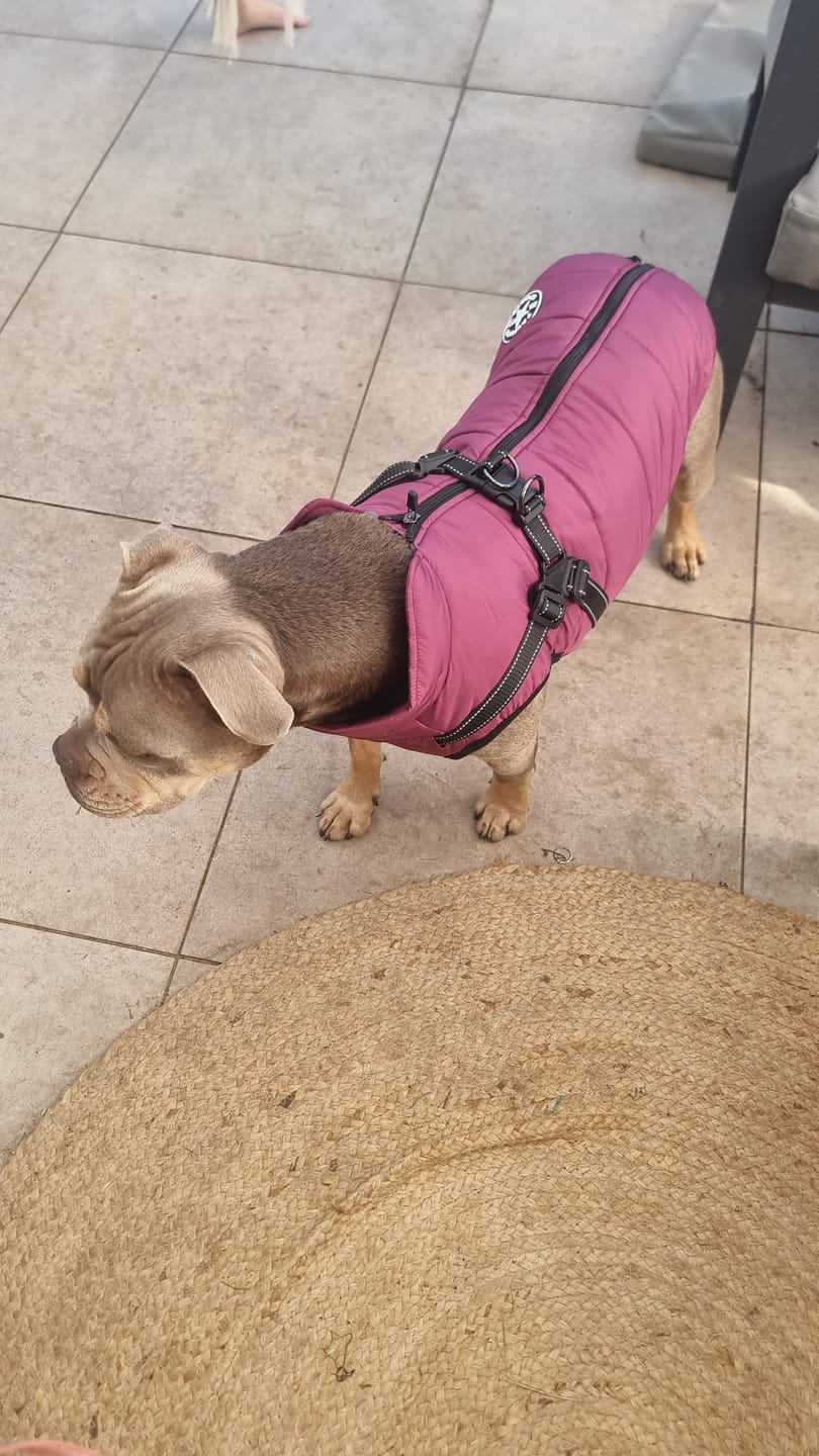 Customer photo review of Wasserdichter Hundemantel Extreme – Warme Winterjacke mit integriertem Geschirr