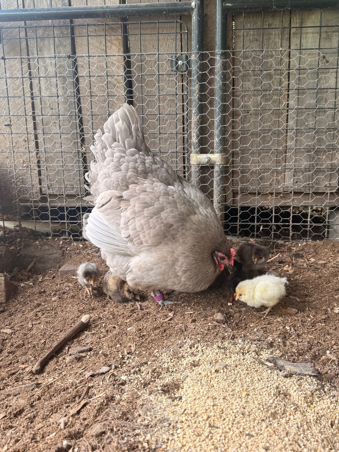 Customer photo review of Peck Purity Daily Digestive Defense for Flock Strength