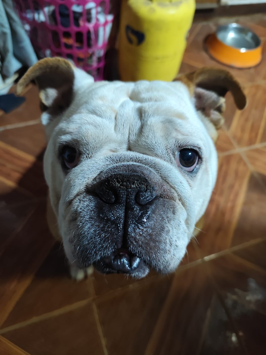 Customer photo review of PetFamily Foods Cerdo Nordico
