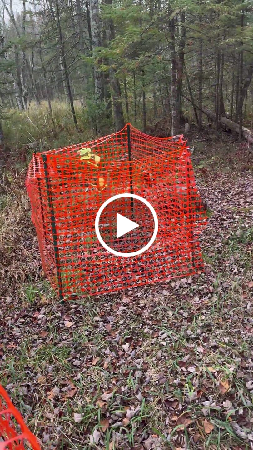 Customer video review of Hybrid Chestnut