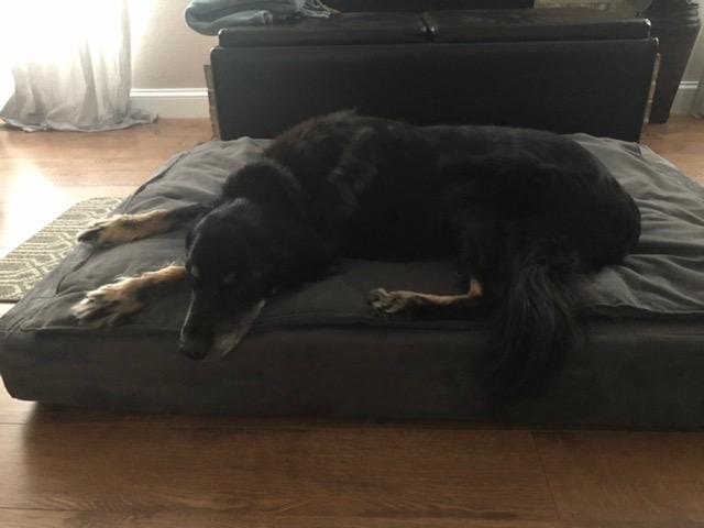Customer photo review of 7" Orthopedic Memory Foam Dog Bed Sleek Edition | Big Barker