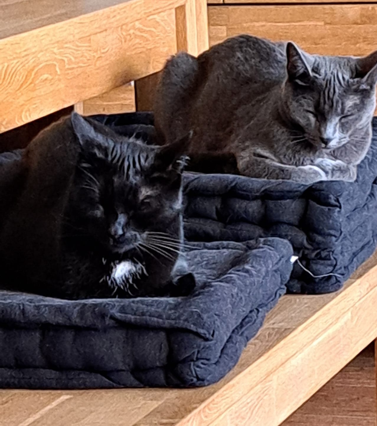 Customer photo review of Naturreines Katzenstreu