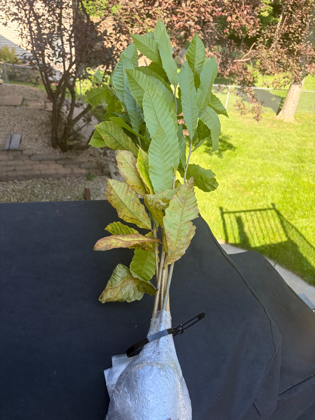 Customer photo review of Hybrid Chestnut