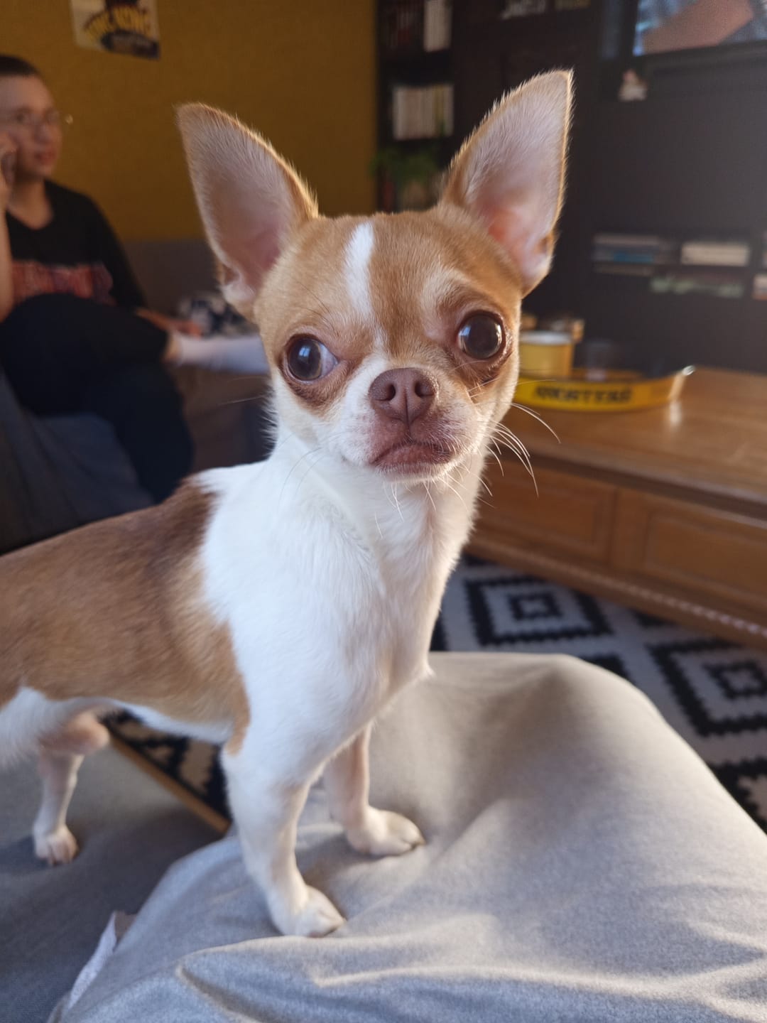 Customer photo review of Box Découverte - Chien Petite Race