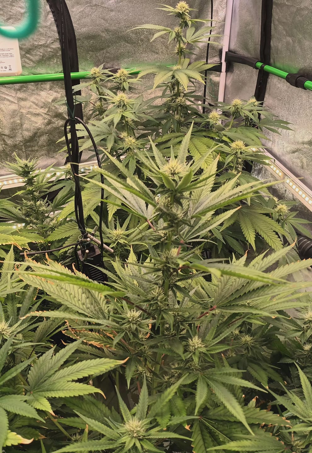 Customer photo review of Hanfsteckling | Seriotica