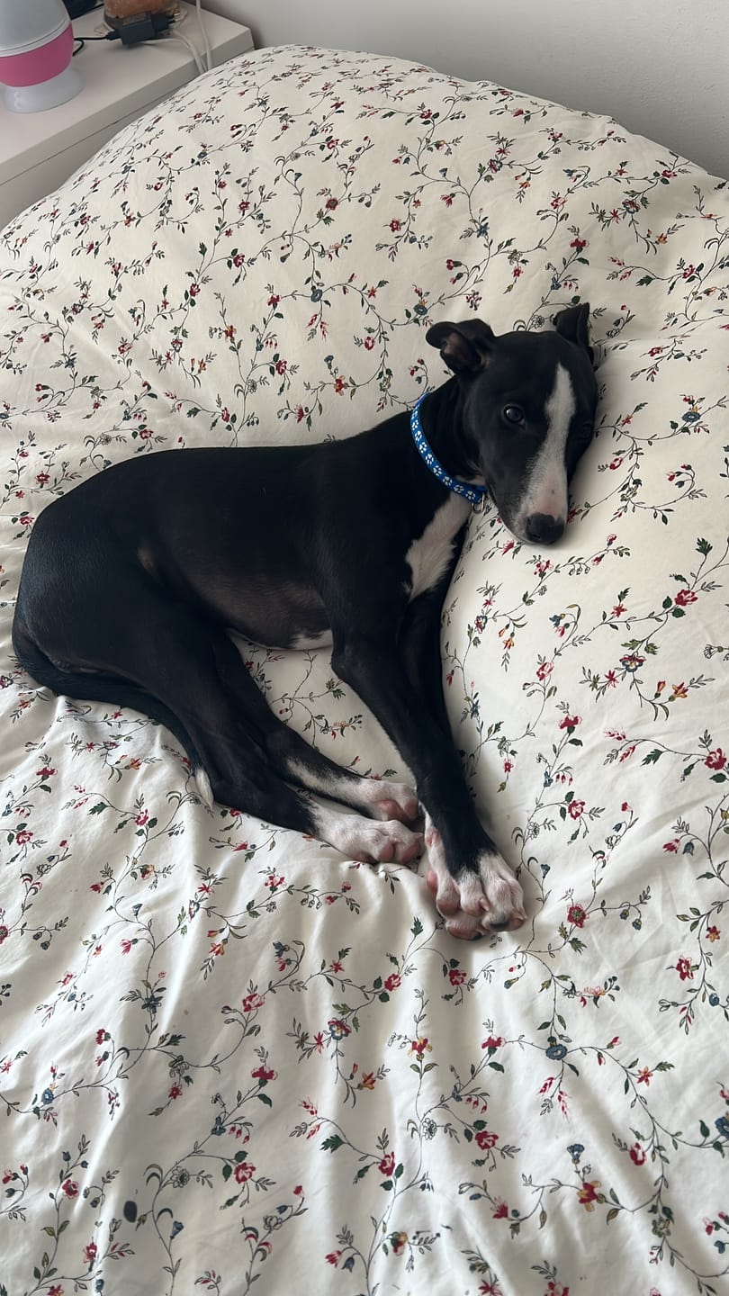Customer photo review of Grain Free Puppy Salmon & Turkey
