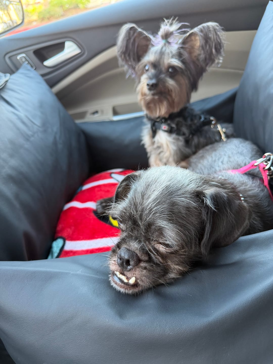 Customer photo review of Dog Dock V2 New With Latch Anchors PRE ORDER