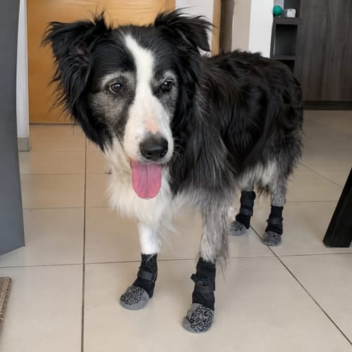 Customer photo review of Anti-Slip Dog Socks for Slippery Floors