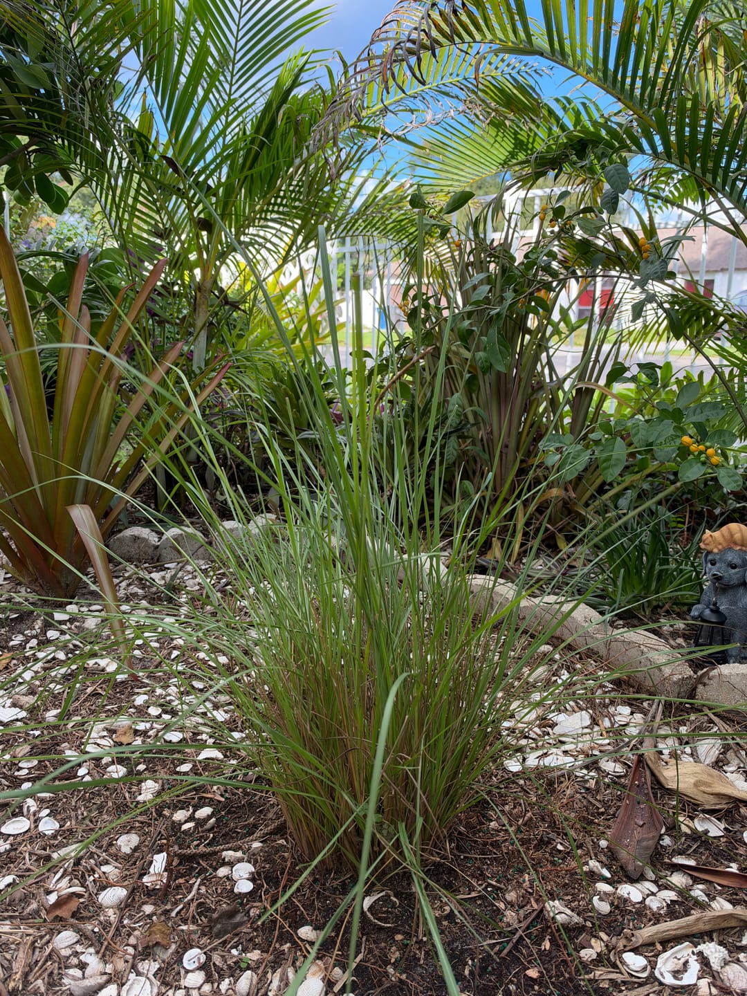 Customer photo review of Fakahatchee Ornamental Grass