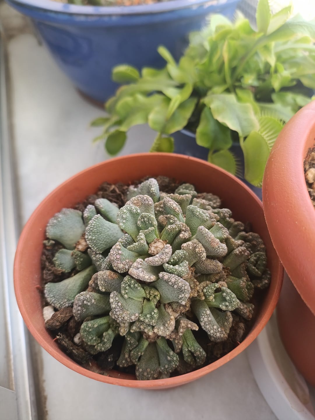 Customer photo review of Titanopsis calcarea